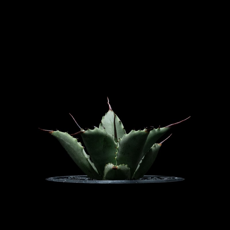 アガベ 八荒雷神 / Agave potatorum × macroacantha #4 |