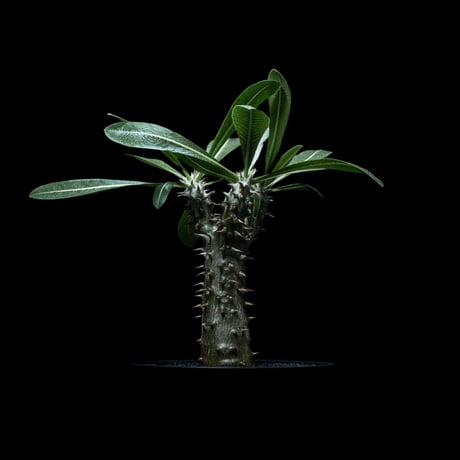 パキポディウム 伊藤ハイブリッド / Pachypodium ‘Itoh Hybrid’ #1