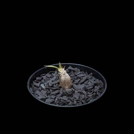 パキポディウム グラキリス / Pachypodium rosulatum var. gracilius #16