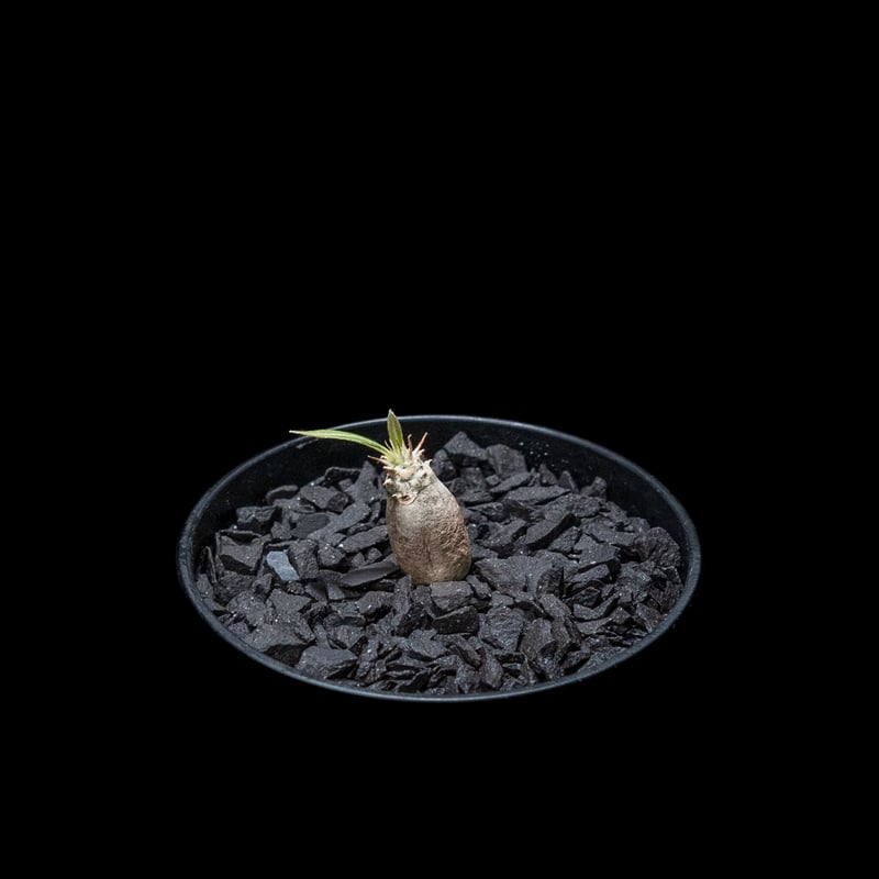パキポディウム グラキリス / Pachypodium rosulatum var. grac