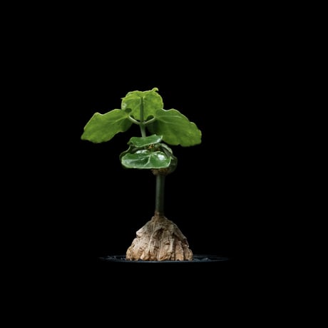 マテレア シクロフィラ / Matelea cyclophylla #7
