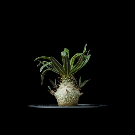 パキポディウム グラキリス / Pachypodium rosulatum var. gracilius #53