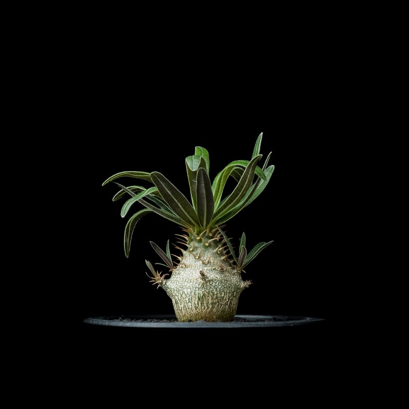 パキポディウム グラキリス / Pachypodium rosulatum var. grac