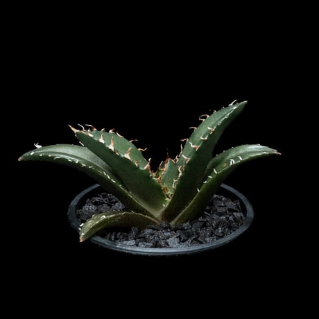 アガベ チタノタ 白鯨 / Agave titanota ‘White Whale’ #47