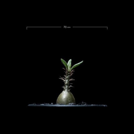 パキポディウム サキュレンタム / Pachypodium Succulentum