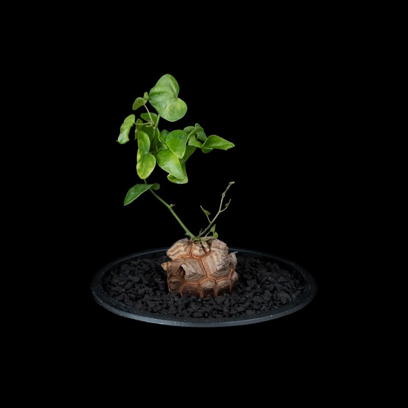 亀甲竜Dioscorea elephantipes 11cm 長谷川亀甲竜 亀甲竜Dioscorea elephantipes 11cm 長谷川亀甲竜