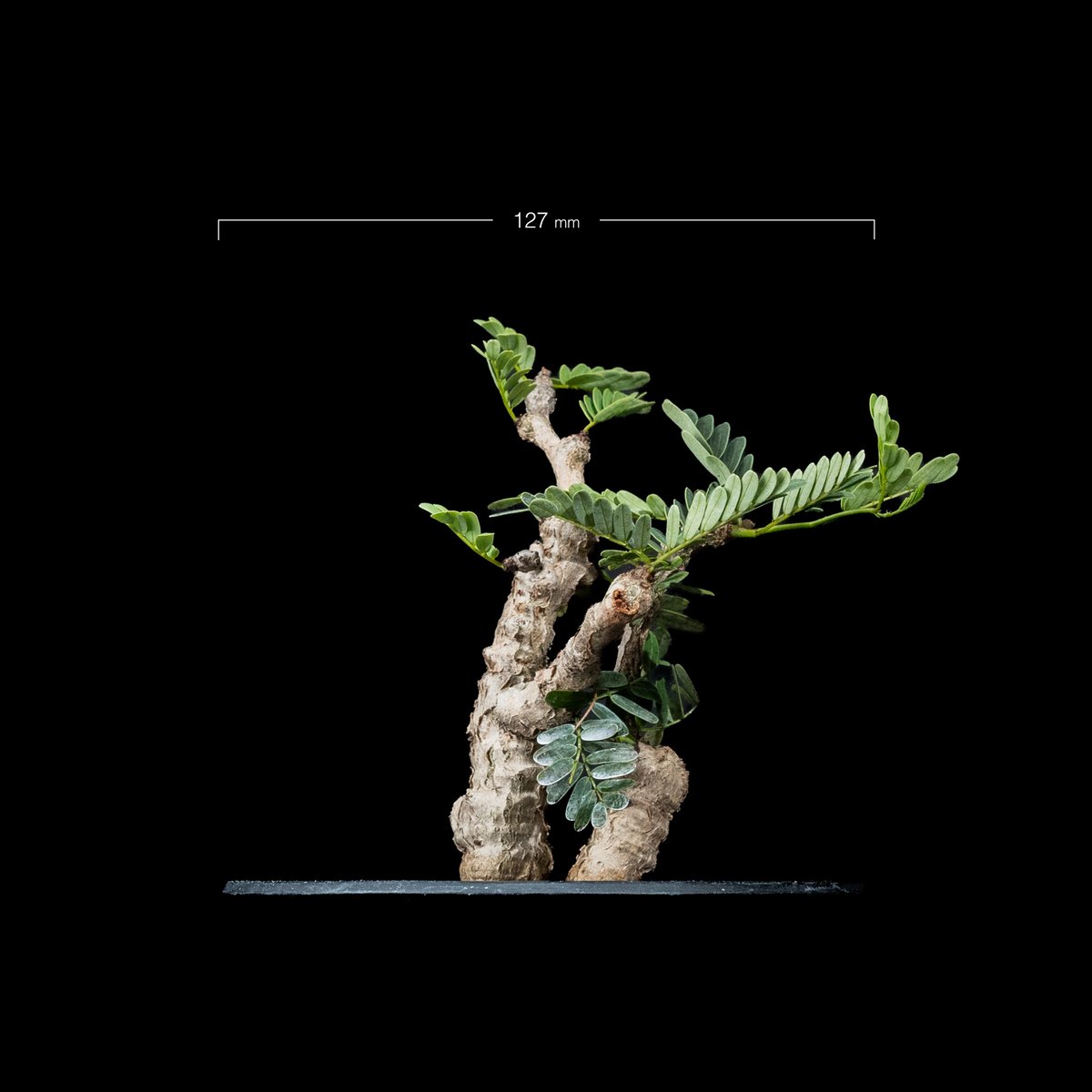 センナ メリディオナリス / Senna meridionalis #4 | Ducks (