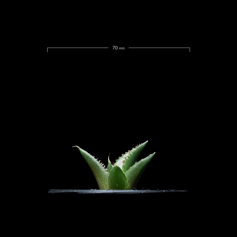 アガベ チタノタ ハデス / Agave titanota 'Hades' #3 | D