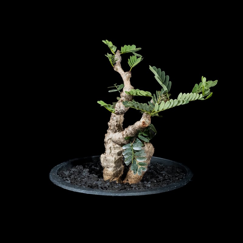 センナ メリディオナリス / Senna meridionalis #4 | Ducks (