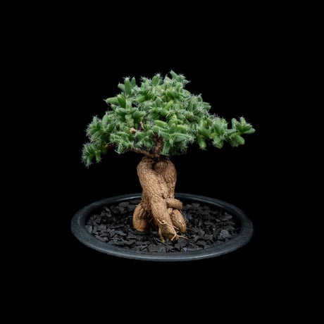 トリコディアデマ ブルボスム / Trichodiadema bulbosum #3