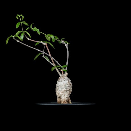 フォッケア エデュリス / Fockea edulis #4