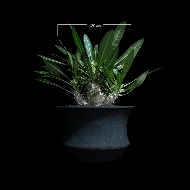 n*3様 Pachypodium makayense パキポディウム　マカイエン パキポディウム マカイエンセ Pachypodium makayense No.1 | man