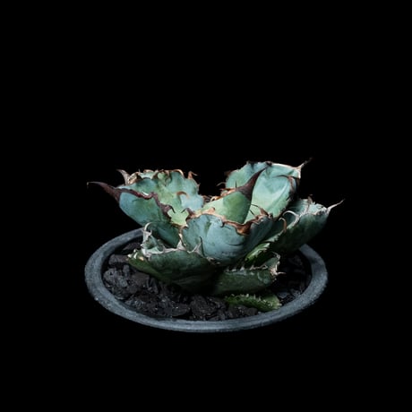 アガベ チタノタ ブラック&ブルー / Agave titanota ‘Black & Blue’ #5