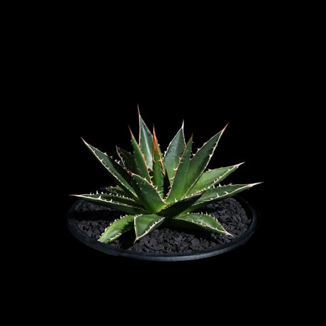 アガベ ホリダ / Agave horrida ssp. horrida #1