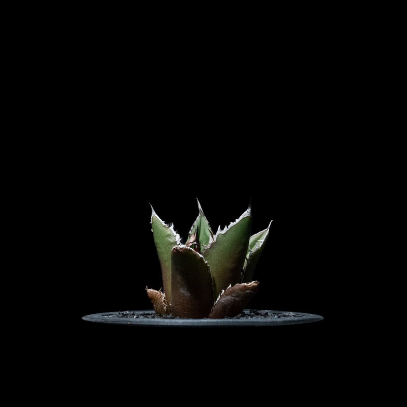 アガベ チタノタ 黒火焔 / Agave titanota 'Black Fire' #7 |