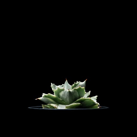 アガベ 王妃雷神 白中斑/ Agave isthmensis ‘Ouhi Raijin’ mediopicta alba #18