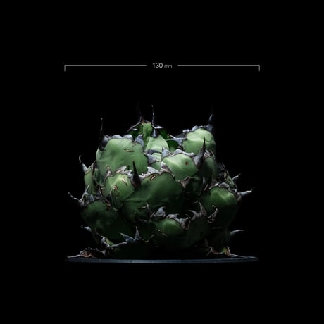 アガベ チタノタ ブラック&ブルー / Agave titanota ‘Black & Blue’ #17