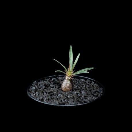 パキポディウム グラキリス / Pachypodium rosulatum var. gracilius #51