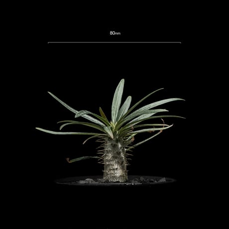 パキポディウム グラキリス / Pachypodium rosulatum var. gracilius #59