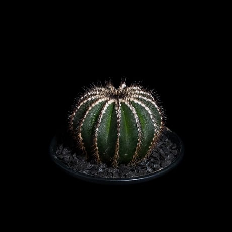 ユーベルマニア ペクチニフェラ / Uebelmannia pectinifera #5