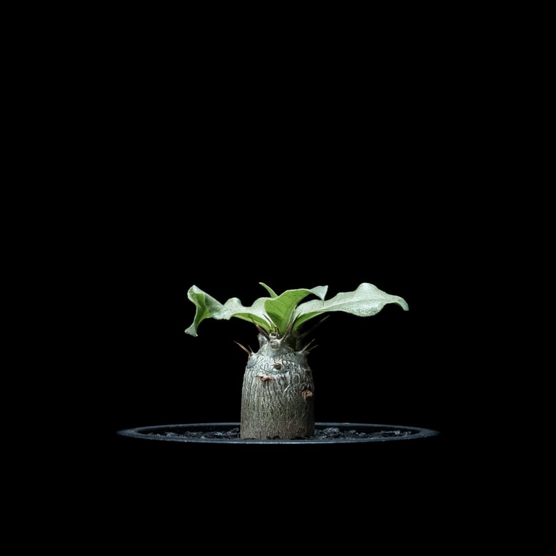 パキポディウム レアリー / Pachypodium Lealii #1 | Ducks (