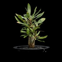 フォークイエリア プルプシー / Fouquieria purpusii #1