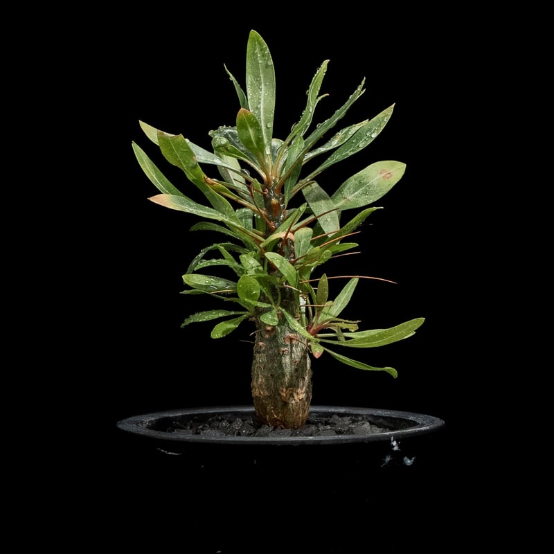 フォークイエリア プルプシー Fouquieria purpusii 美株 isla del pescado - Fouquieria purpusii-フォークイエリア