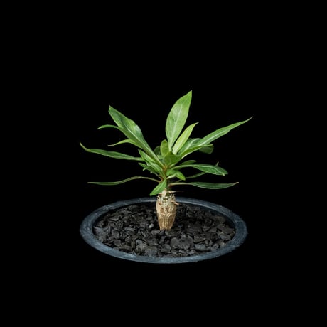 フォークイエリア プルプシー / Fouquieria purpusii #1