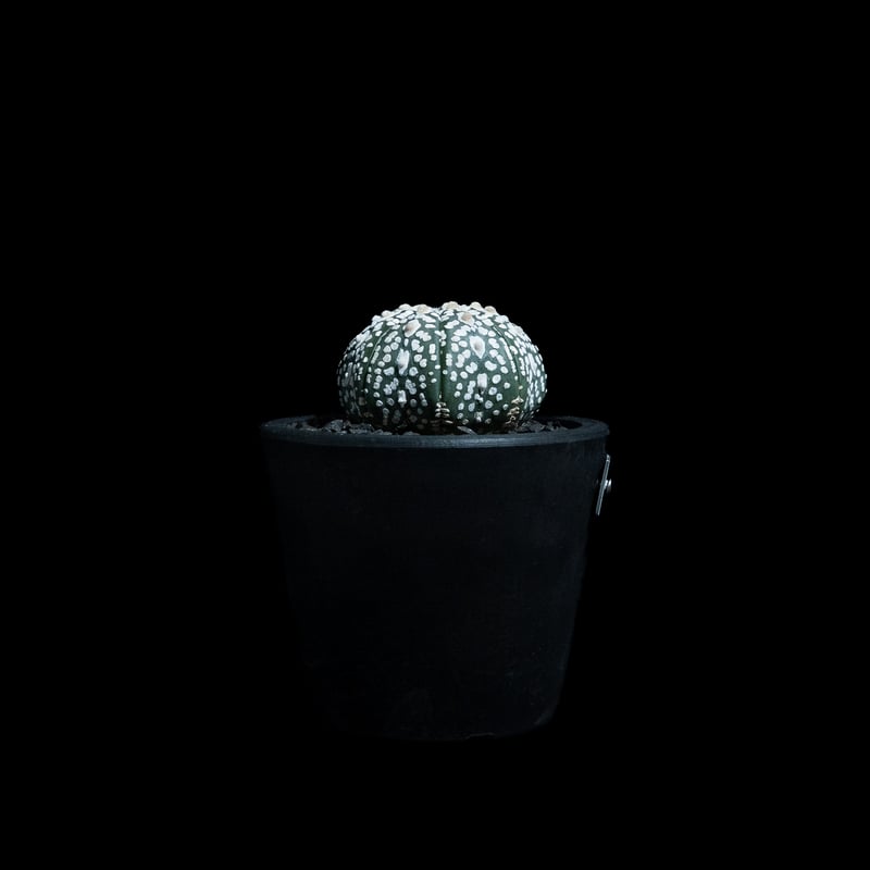 アストロフィツム アステリアス / Astrophytum asterias #29 | Du