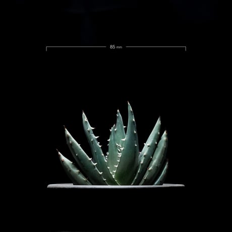 アロエ ペグレラエ / Aloe peglerae #1