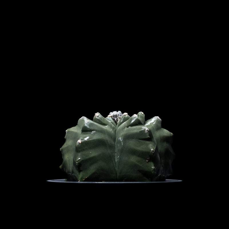 アストロフィツム 亀甲碧瑠璃鸞鳳玉 / Astrophytum myriostigma var