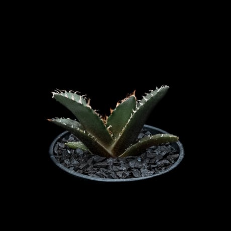アガベ チタノタ 白鯨 / Agave titanota ‘White Whale’ #25