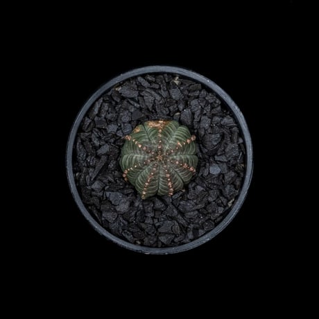 ユーフォルビア シンメトリカ (カキ仔) / Euphorbia obesa ssp. symmetrica #2
