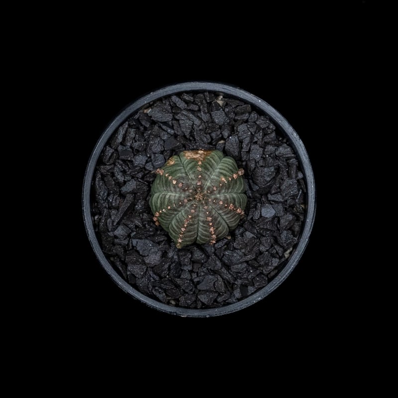 ユーフォルビア シンメトリカ (カキ仔) / Euphorbia obesa ssp. sym