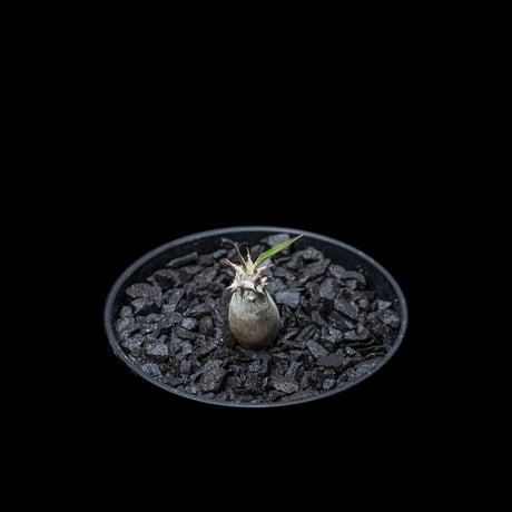 パキポディウム グラキリス / Pachypodium rosulatum var. gracilius #9