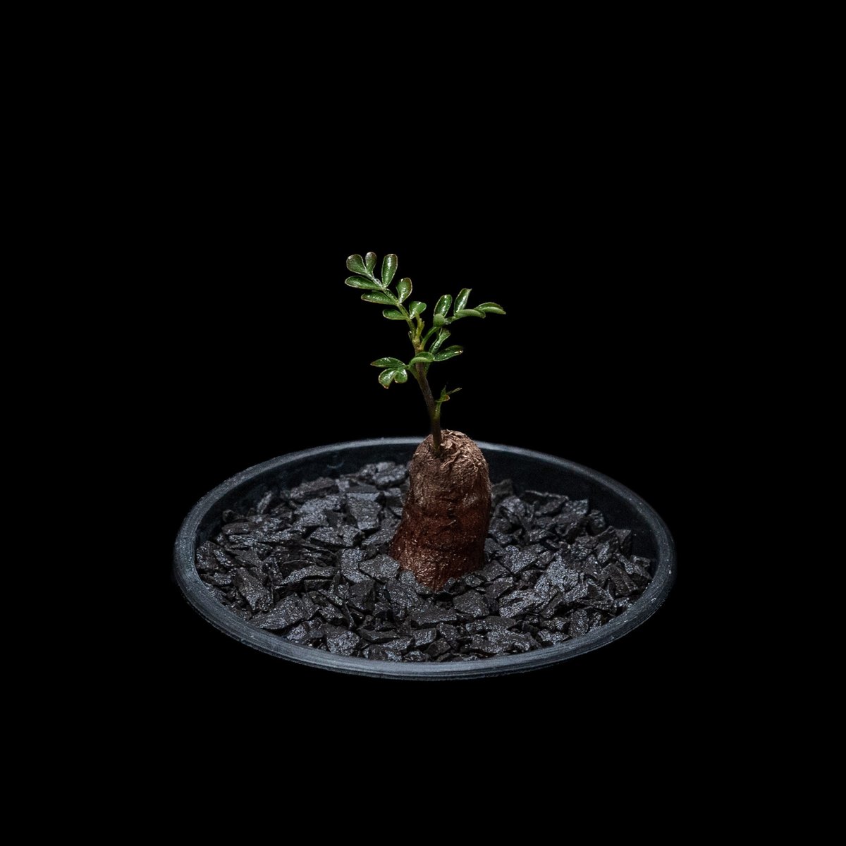 オペルクリカリア パキプス / Operculicarya pachypus #18 | D