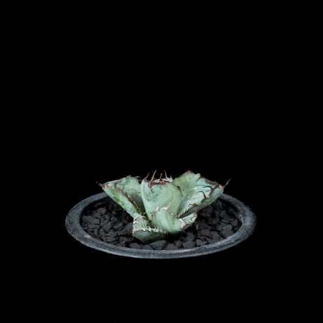 アガベ チタノタ ブラック&ブルー / Agave titanota ‘Black & Blue’ #19