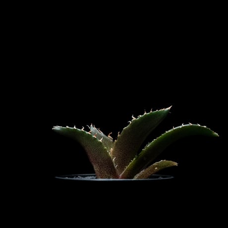 アガベ チタノタ 白鯨 / Agave titanota ‘White Whale’ #54
