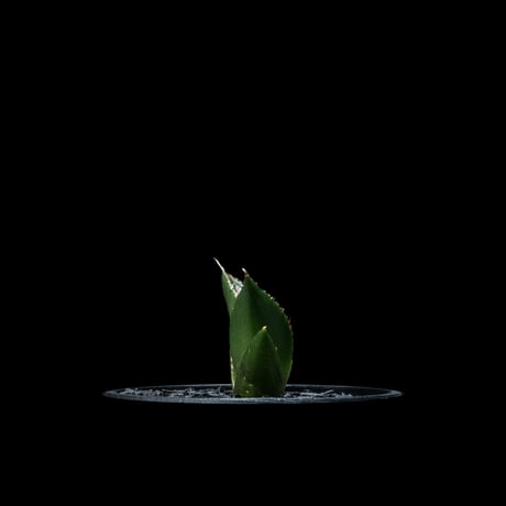 アガベ チタノタ ハデス / Agave titanota ‘Hades’ #7