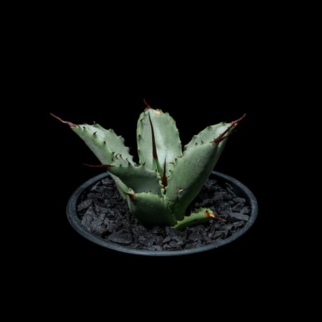 アガベ 八荒雷神 / Agave potatorum × macroacantha #4