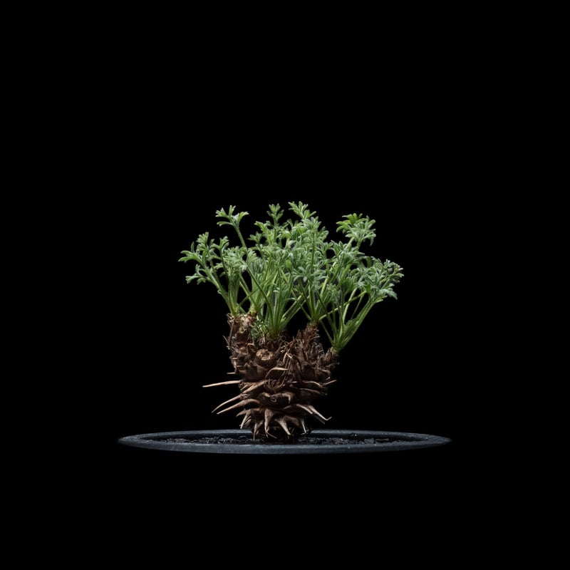 ペラルゴニウム・ヒストリクス ペラルゴニウム ヒストリクス / Pelargonium hystrix #2 | Ducks