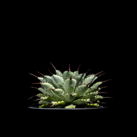 アガベ 八荒雷神 / Agave potatorum × macroacantha #1