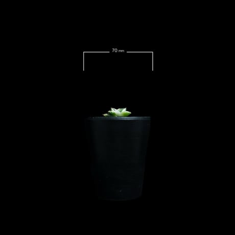 アガベ 王妃笹の雪 A型 白覆輪斑 ピンキー / Agave filifera var. compacta 'Pinky' #2