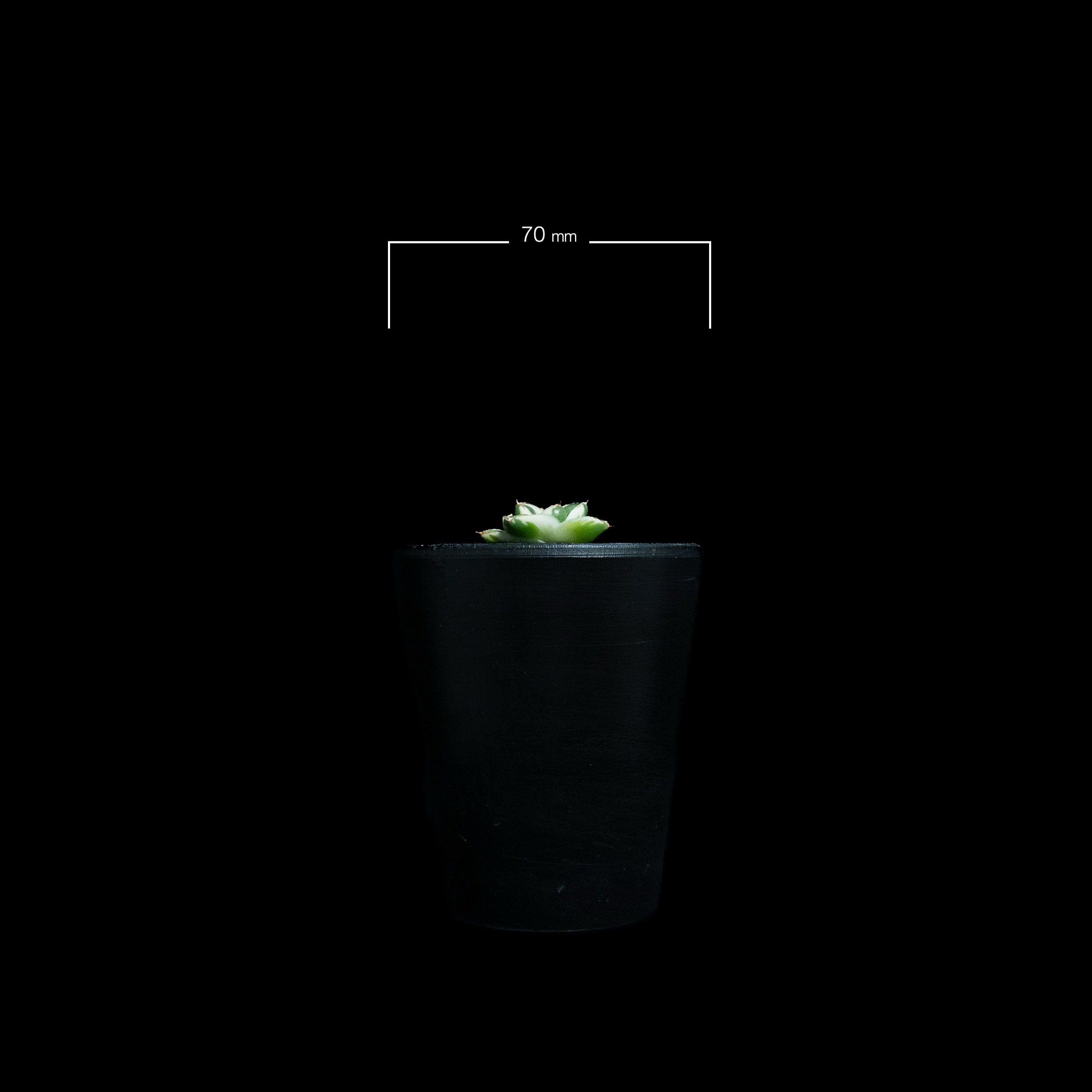 アガベ 王妃笹の雪 A型 白覆輪斑 ピンキー / Agave filifera var. co