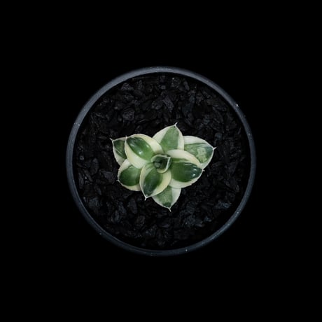 アガベ 王妃笹の雪 A型 白覆輪斑 ピンキー / Agave filifera var. compacta 'Pinky' #3