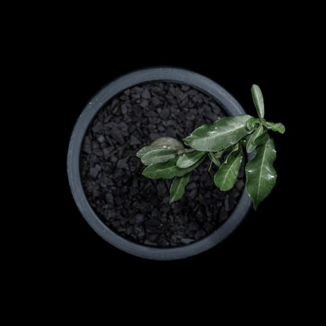 フォッケア エデュリス / Fockea edulis #2