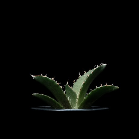 アガベ チタノタ 白鯨 / Agave titanota ‘White Whale’ #50