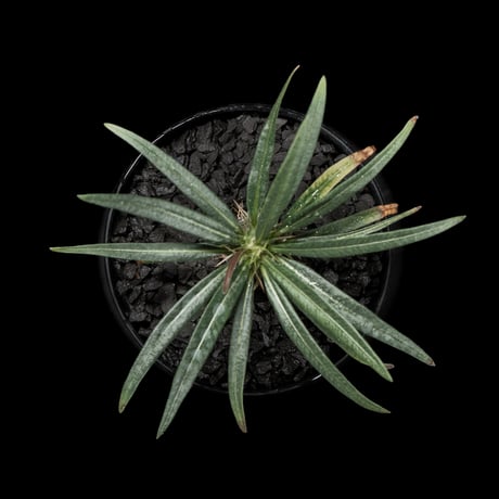 パキポディウム グラキリス / Pachypodium rosulatum var. gracilius #59