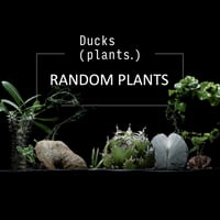 Gypsy. ソイルスティック 含む4点(入門初心者セット) Gypsy. ソイルスティック 含む4点(入門初心者セット)