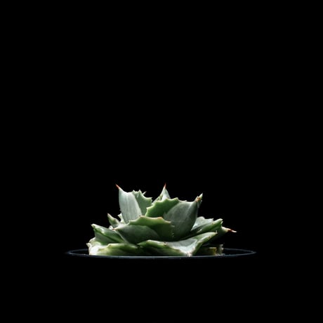 アガベ 王妃雷神 白中斑/ Agave isthmensis ‘Ouhi Raijin’ mediopicta alba #18